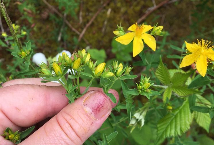 st john's wort herbal classes