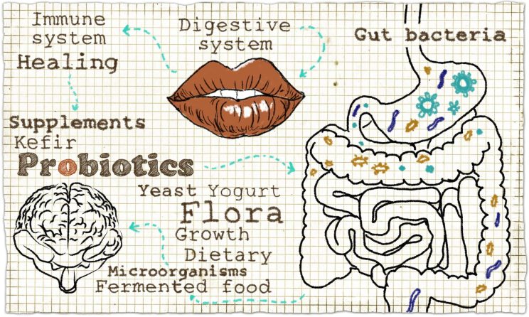 Digestive System