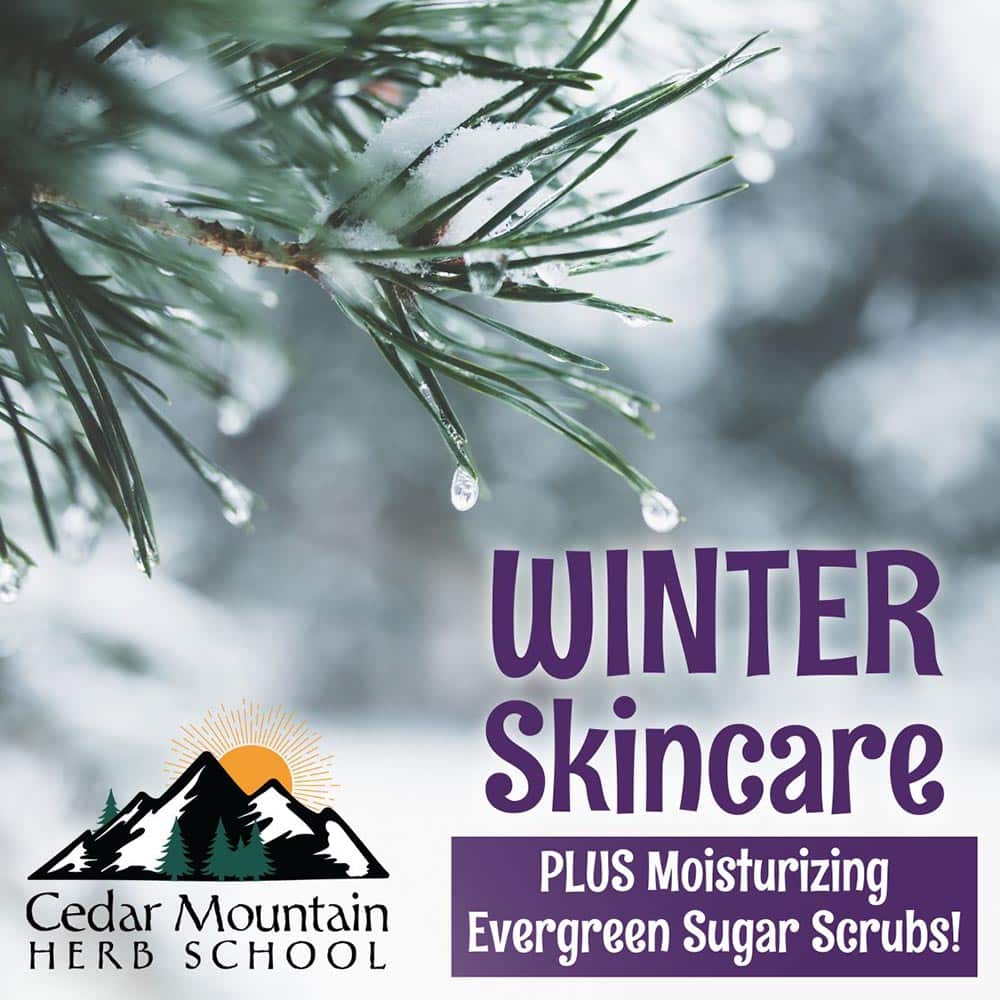 Winter Skincare: Moisturizing Evergreen Sugar Scrubs