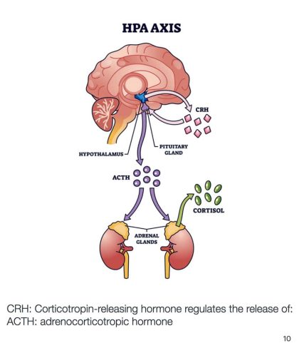 HPA axis diagram